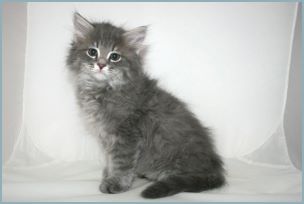 Male Siberian Kitten from Deedlebug Siberians